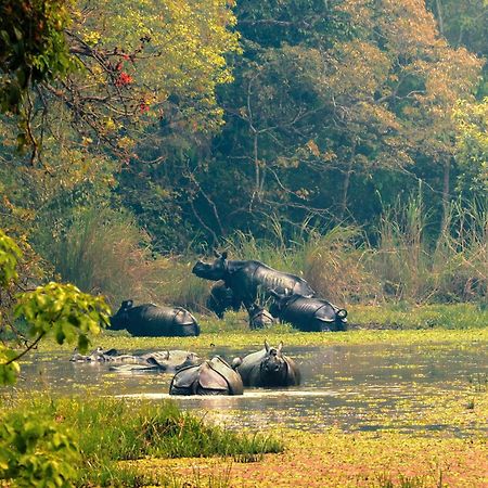 Chitwan Gaida Lodge - Animal Lovers & Birdwatchers Paradise Саураха Экстерьер фото