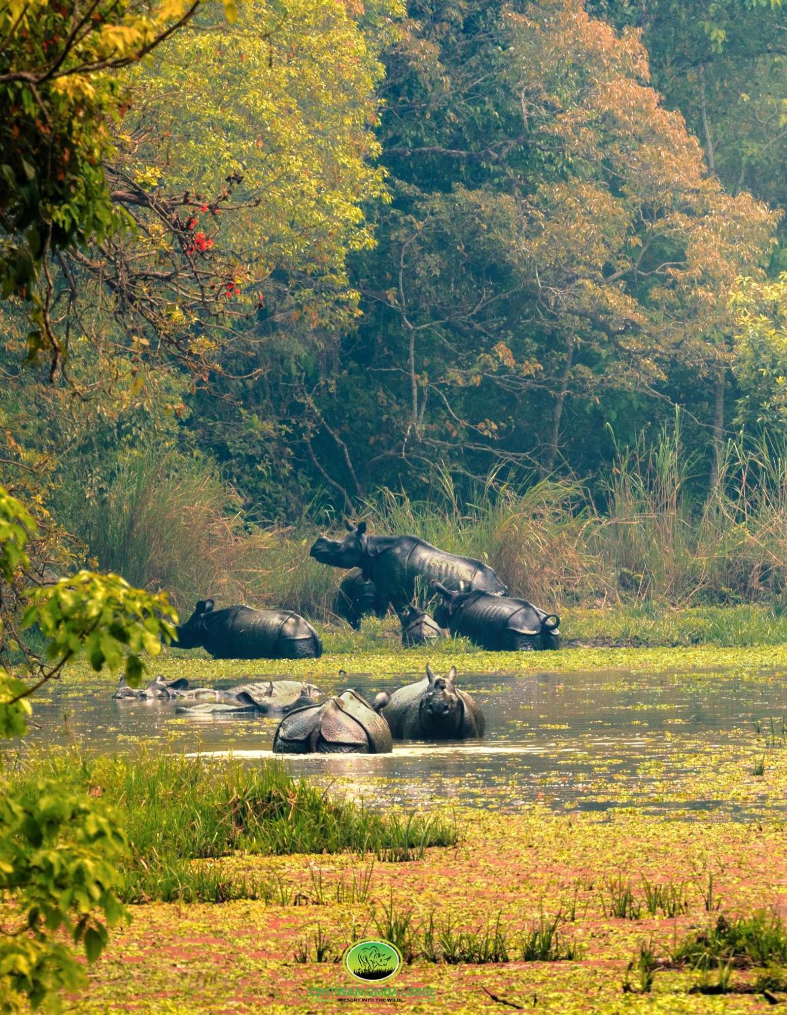 Chitwan Gaida Lodge - Animal Lovers & Birdwatchers Paradise Саураха Экстерьер фото